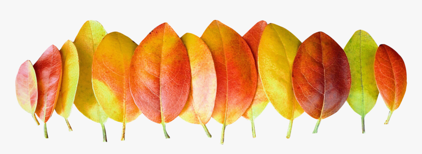 Autumn Leaves Png Image - Autumn Leaves Png, Transparent Png