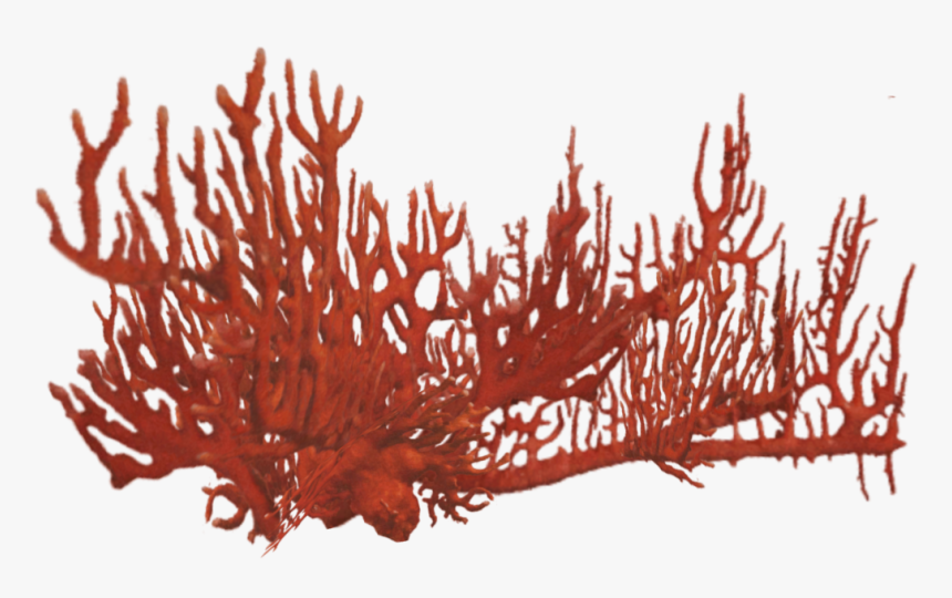 Orange Coral Png - Coral Reef Png Red, Transparent Png