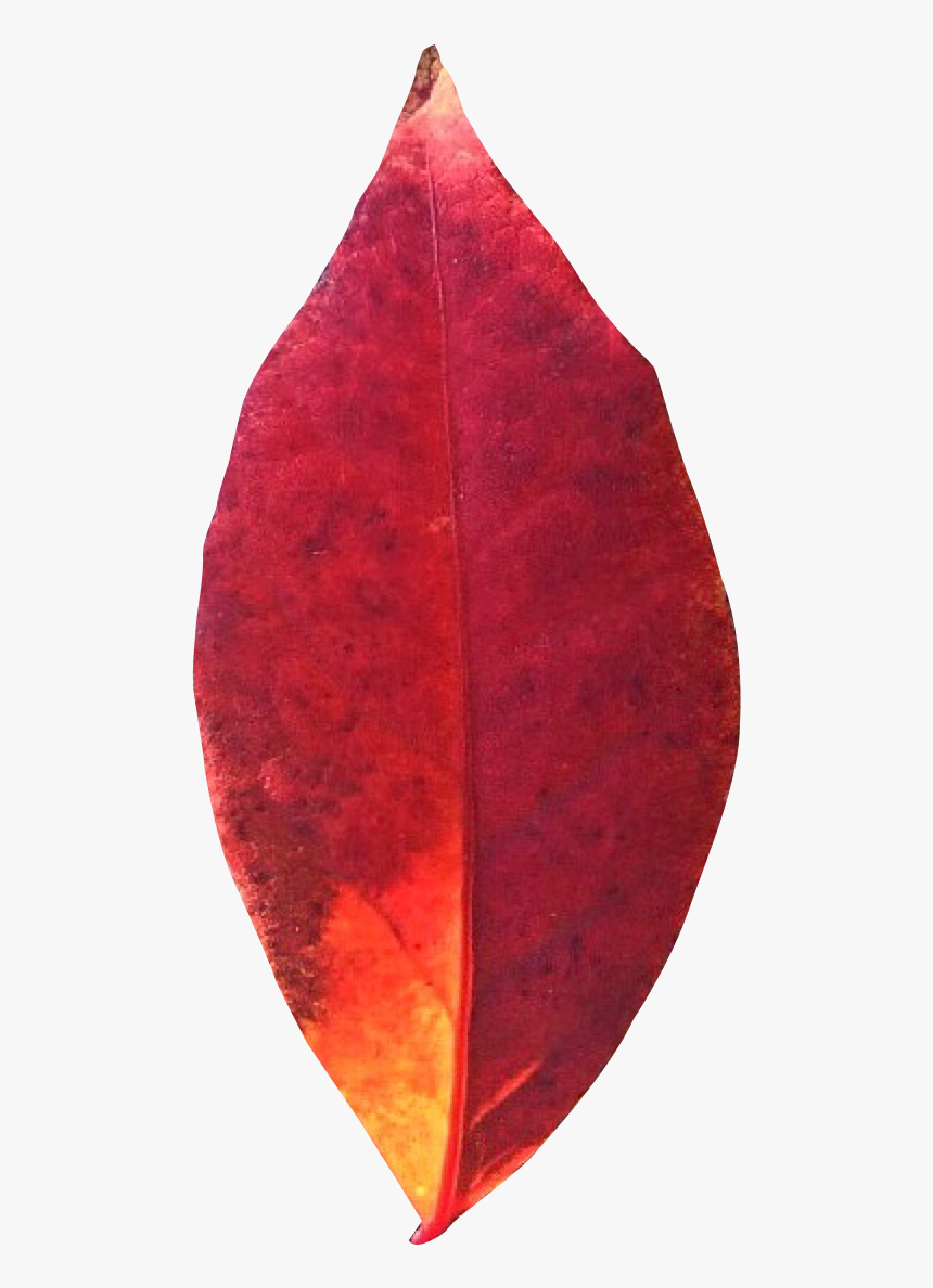 Autumn Leaf Png Transparent Image - Autumn Leaf Png, Png Download