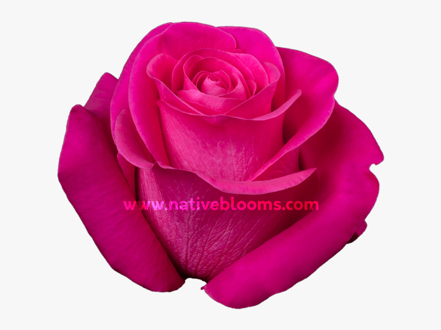 Image - Floribunda, HD Png Download