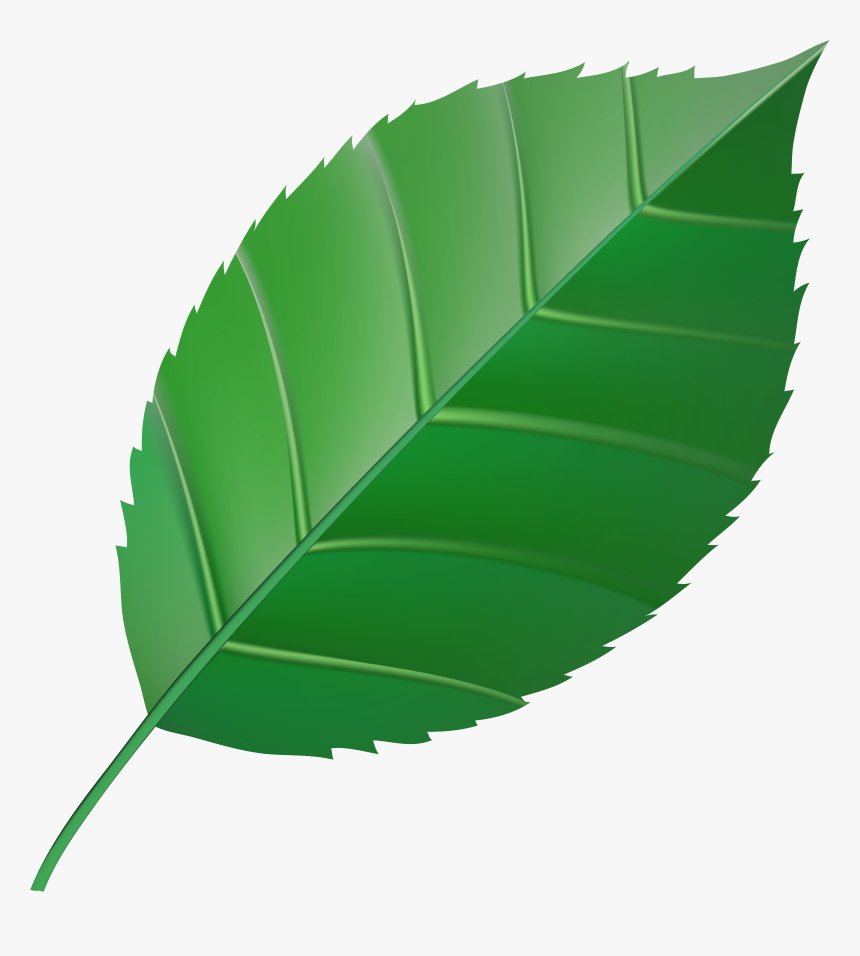 Leaf Clip Art Color, HD Png Download