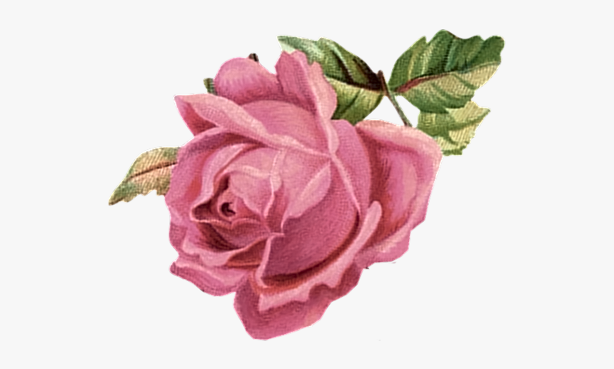 Pink Roses Vintage Png - Png Vintage Pink Flowers, Transparent Png