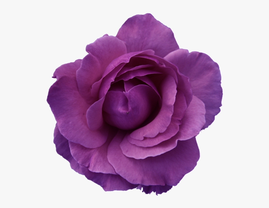 Purple Flower Clipart No Background, HD Png Download