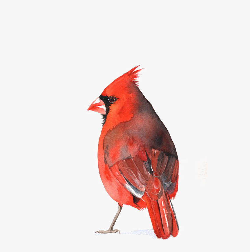 Cardinal Bird Png - Cardinal Transparent Background, Png Download
