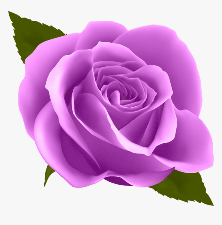 Purple Rose Png - Blue Rose Png, Transparent Png