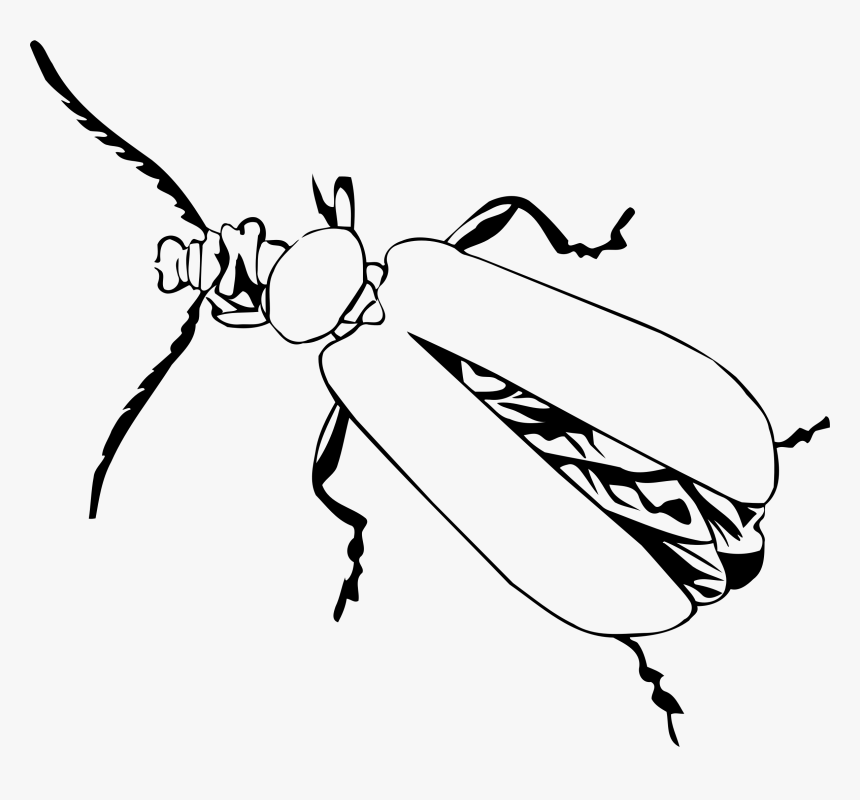 Cardinal Beetle - Drawing, HD Png Download