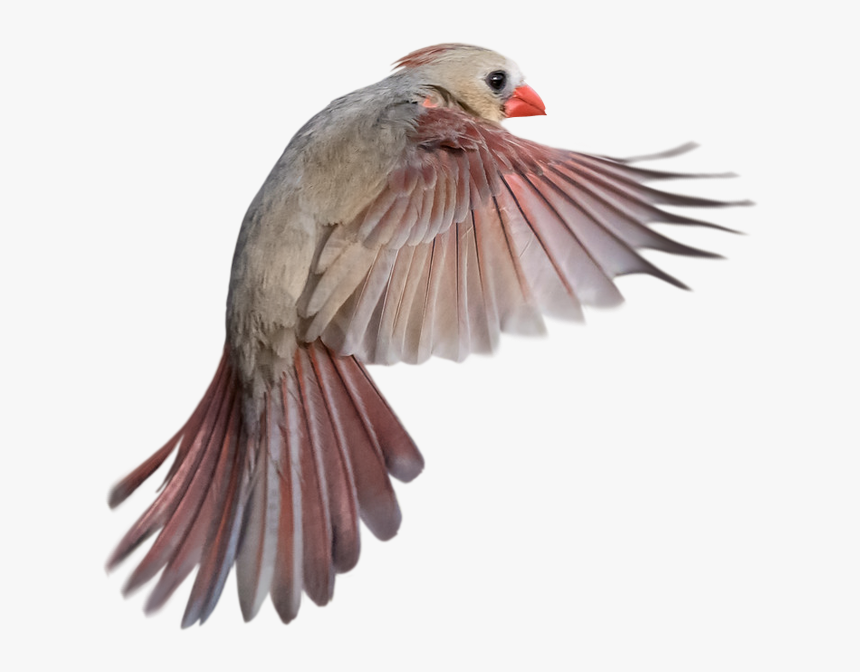 Bird Flying Side View, HD Png Download