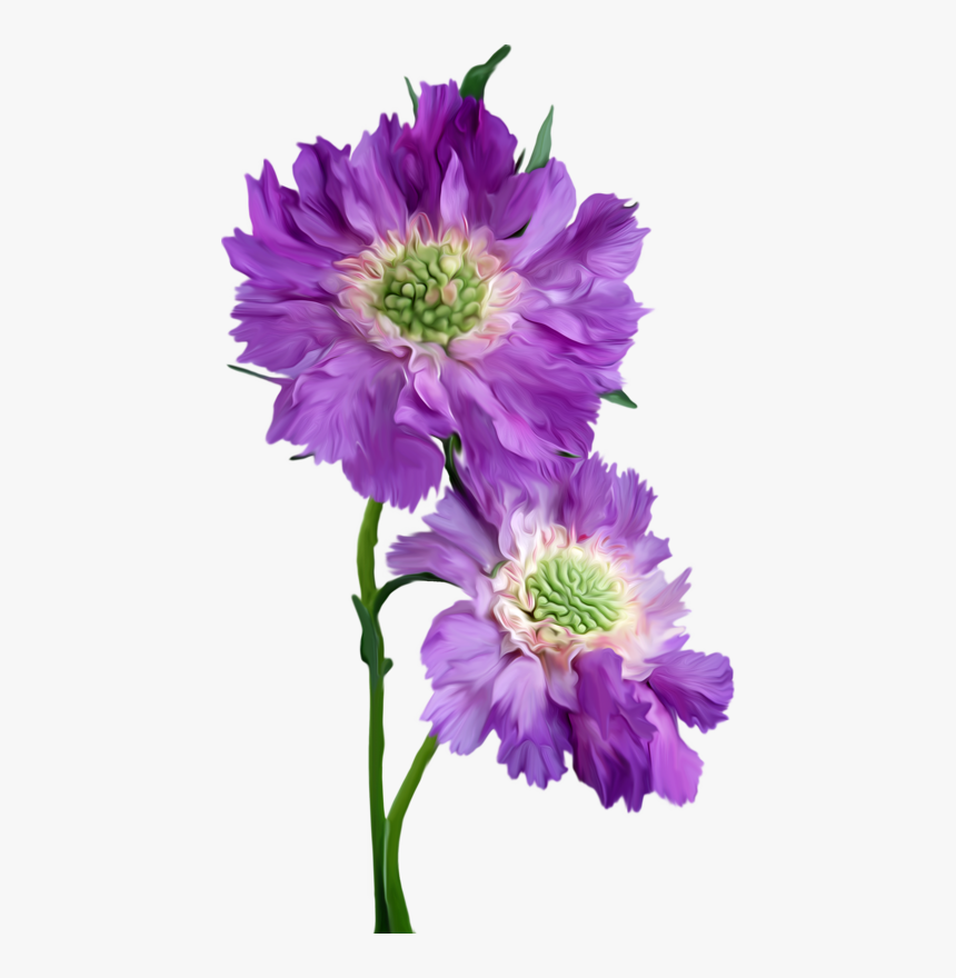 Asters Flowers Png Image File - Happy Monday, Transparent Png