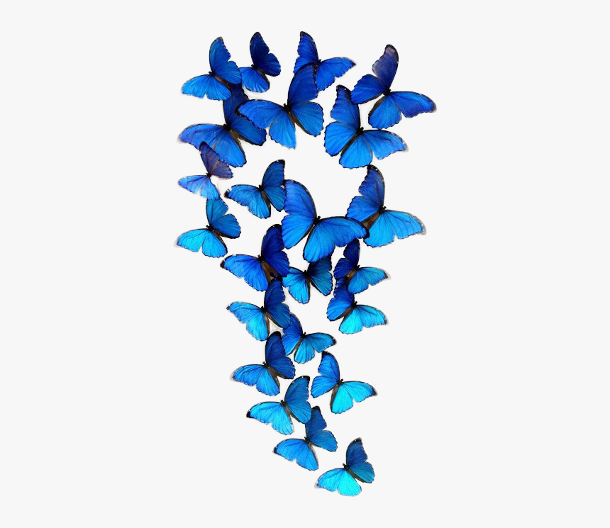 Group Of Blue Butterflies, HD Png Download