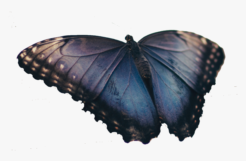 Butterfly Png Real, Transparent Png