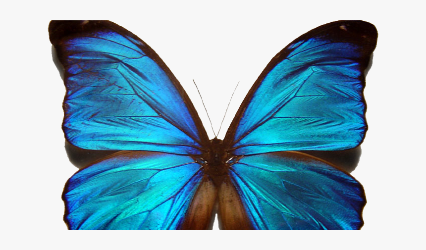 Morpho Butterfly Png - Adoration Of Jenna Fox Butterfly, Transparent Png