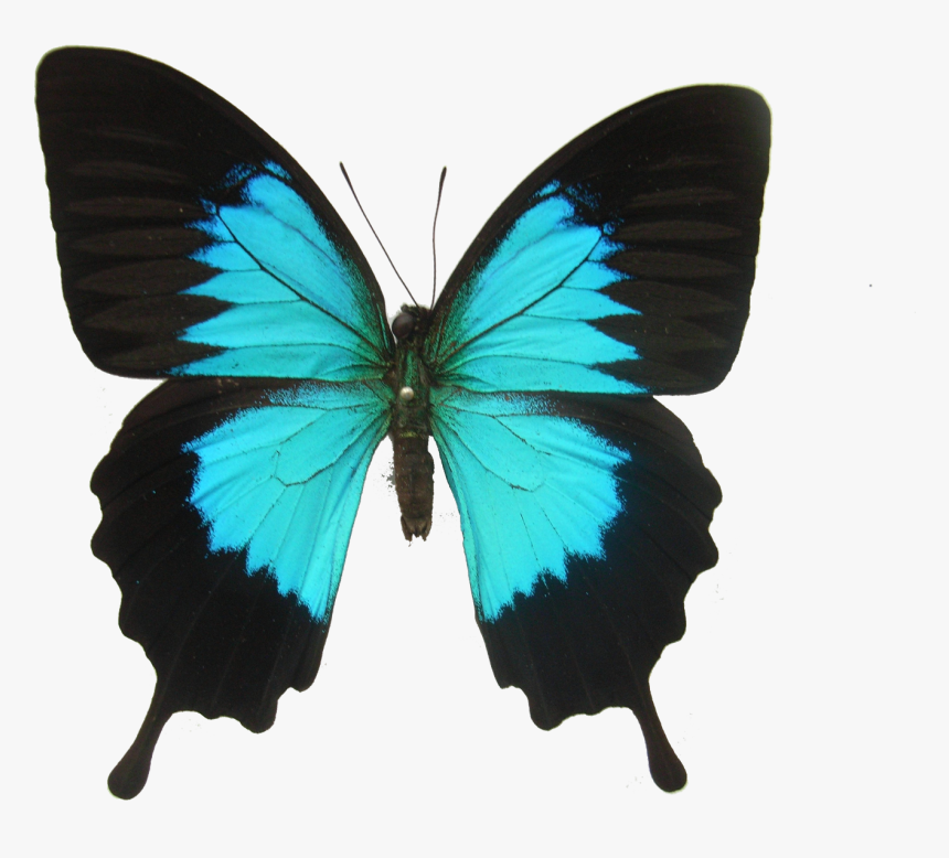 Colorful Butterfly Png Photo Background - Does A Butterfly Eat, Transparent Png