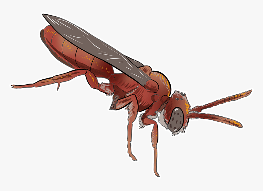 Cuckoo Bee - Hornet, HD Png Download