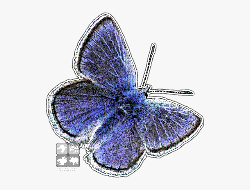 Mission Blue Butterfly Png, Transparent Png