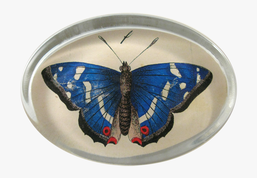 Moth, HD Png Download