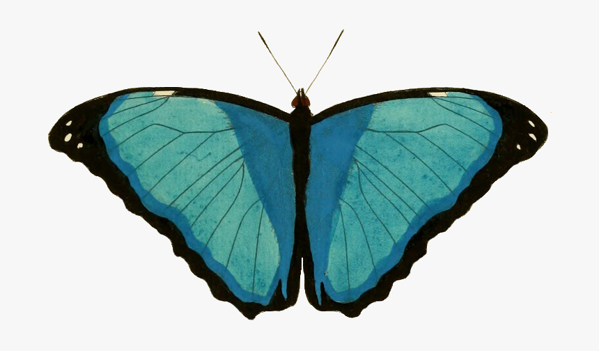Common Blue, HD Png Download