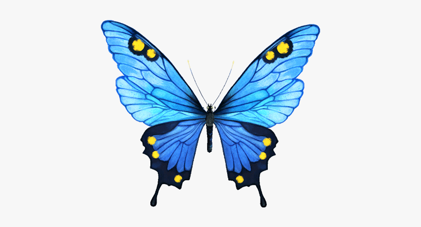 Infinity Clipart Butterfly - Portable Network Graphics, HD Png Download