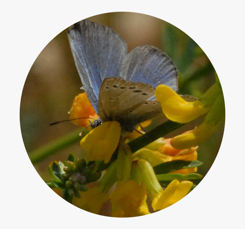 Blue-butterfly - Common Blue, HD Png Download