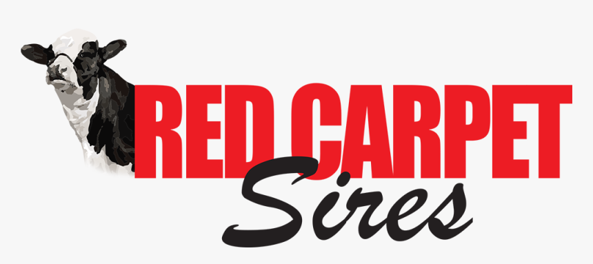 Calligraphy, HD Png Download