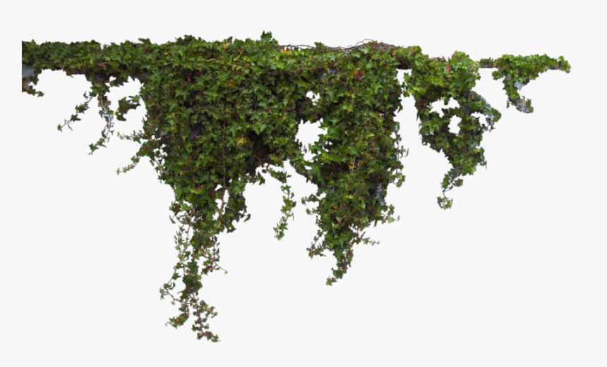 #vines #moss @ladymariacristina - Ivy Png, Transparent Png