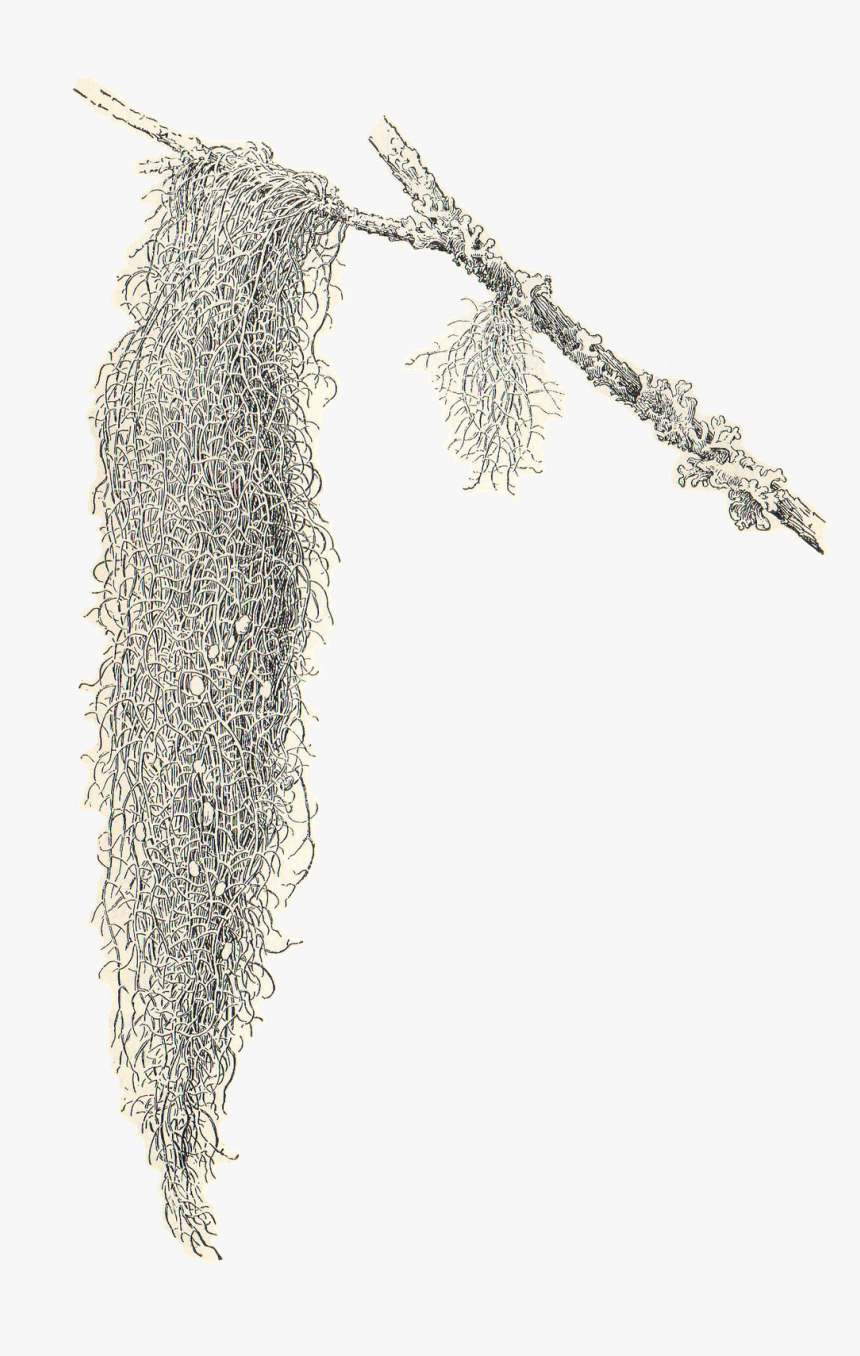 Transparent Spanish Clipart - Spanish Moss Clipart, HD Png Download