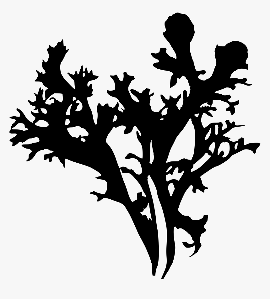 Iceland Moss - Mosses And Lichens Clipart, HD Png Download