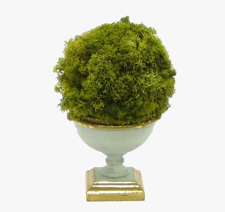 Thuya, HD Png Download