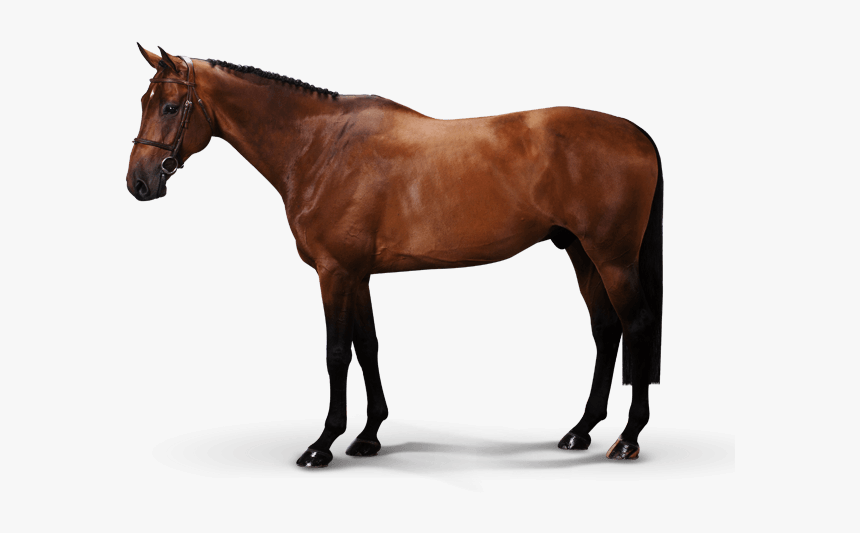 Luke Skywalker Td Z - Horse, HD Png Download