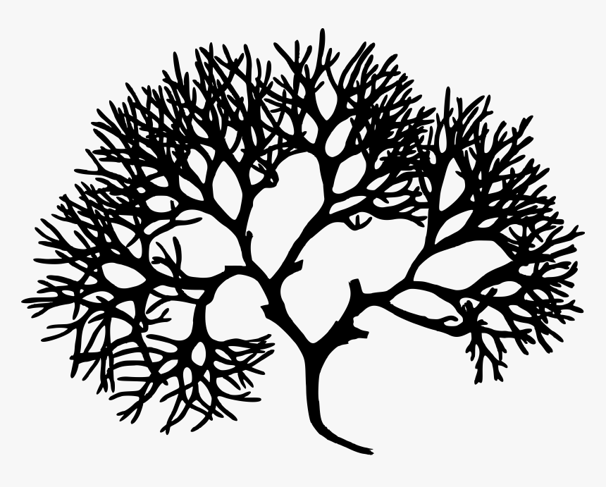 Irish Moss - Algae Black And White, HD Png Download