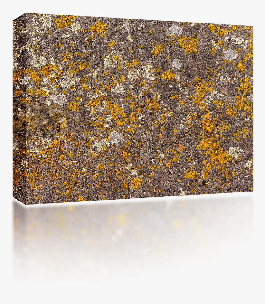 Moss Texture Png , Png Download - Wood, Transparent Png