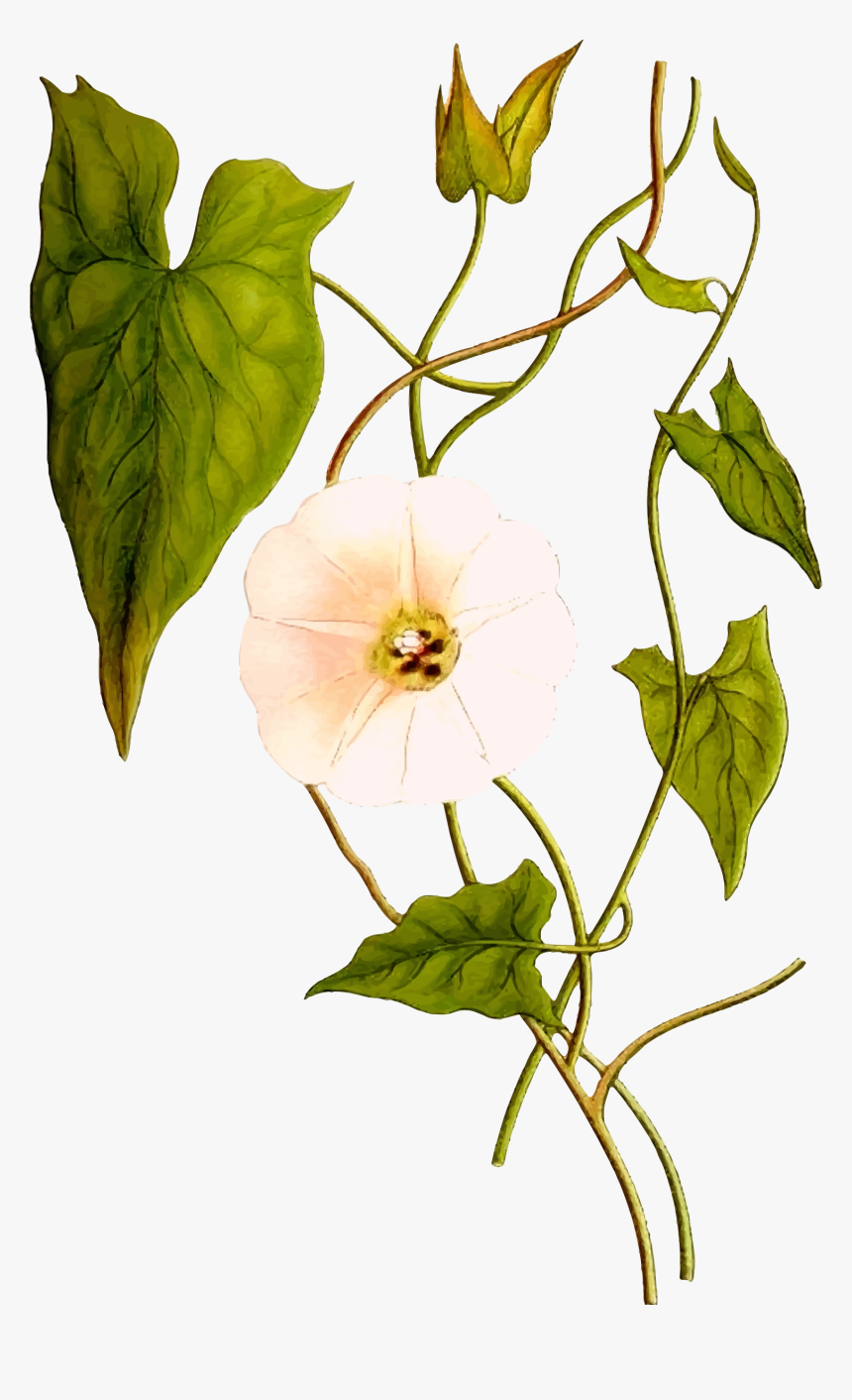 Hedge Bindweed - Convolvulus Sepium, HD Png Download