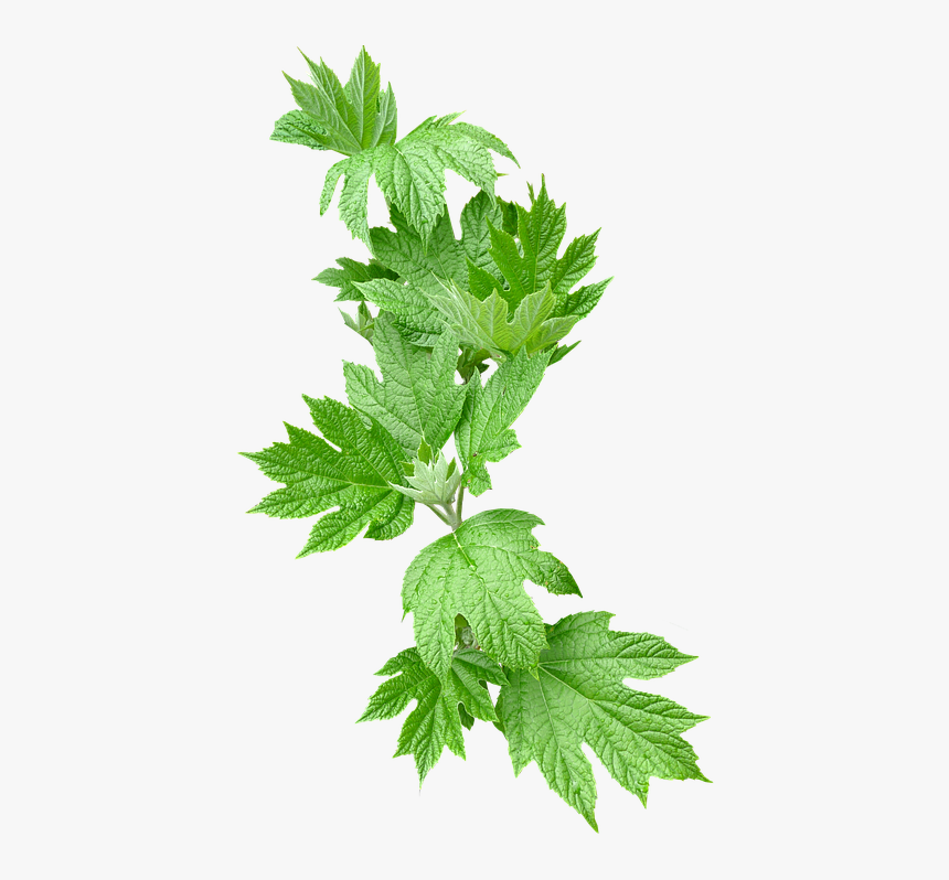 Leaves, Greenery, Foliage - Greenery Png, Transparent Png