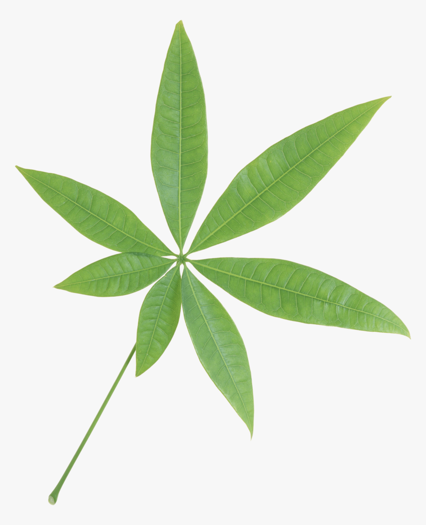Green Leaf Png - Single Green Leaf Transparent Background, Png Download