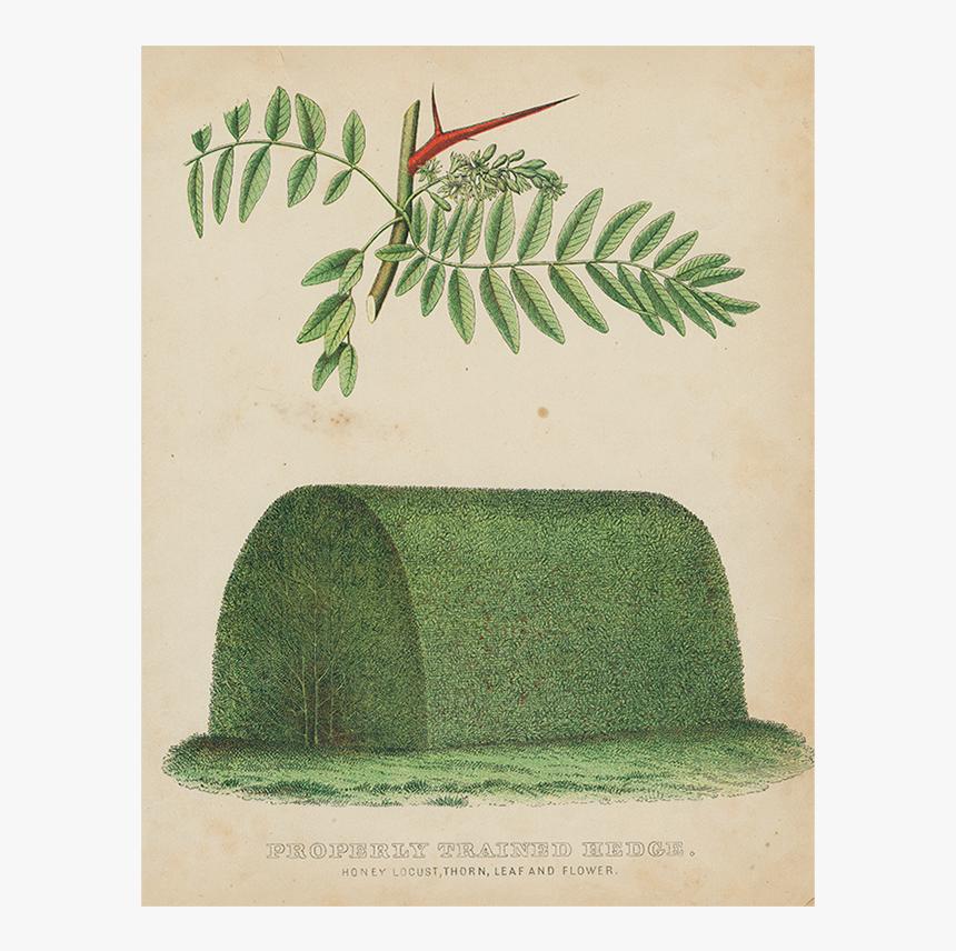 Fern, HD Png Download