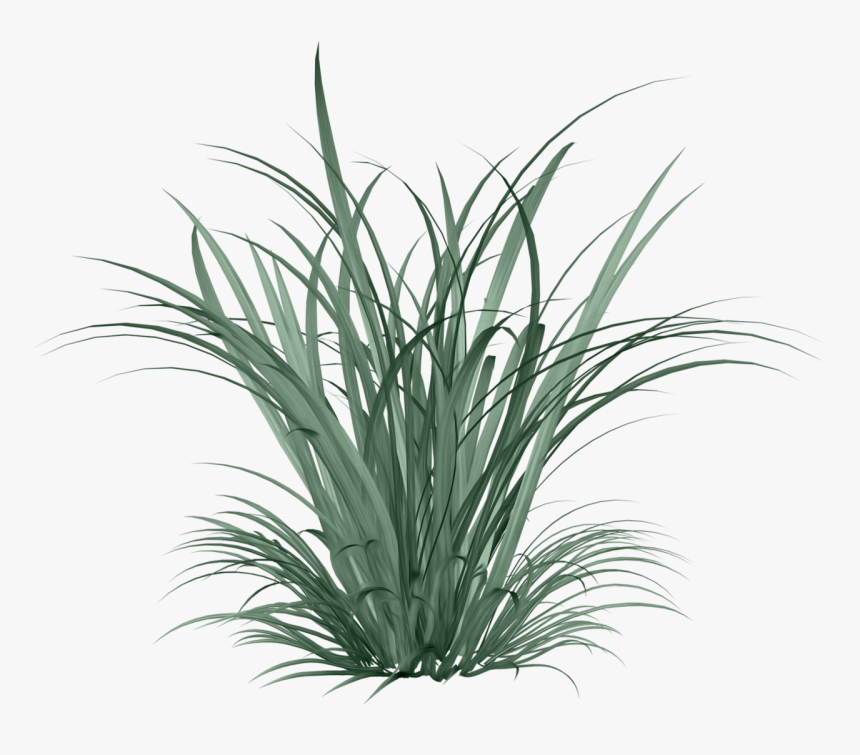 Фото, Автор Arana На Яндекс - Citronella Png, Transparent Png