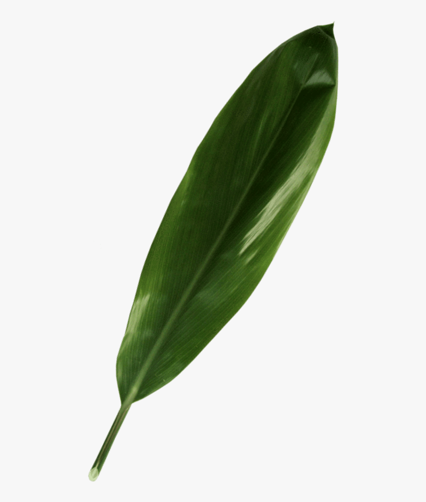 Green Ti Leaf - Daphne, HD Png Download