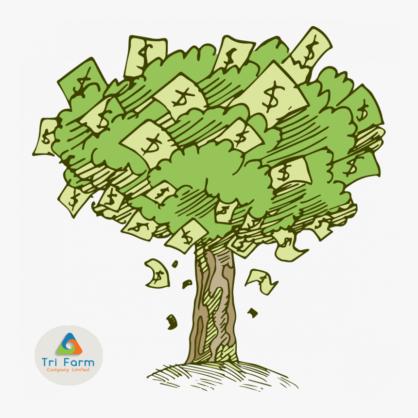 Money Tree Png - Cartoon Money Tree Drawing, Transparent Png