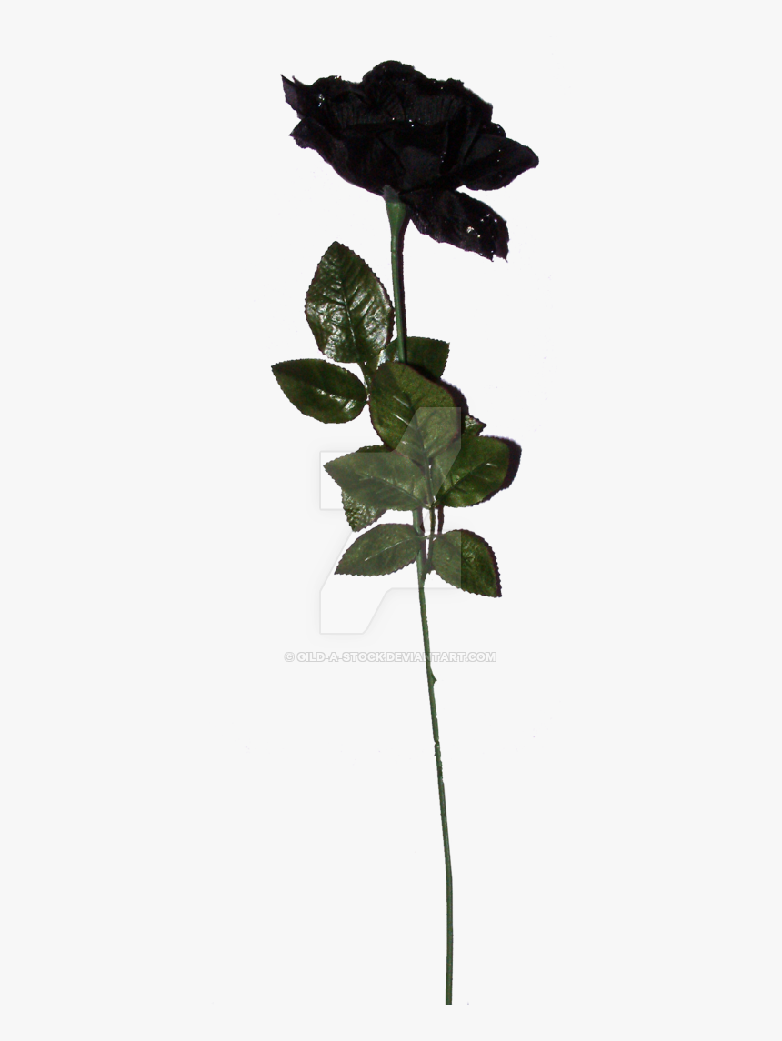 Black Rose Png Hd, Transparent Png