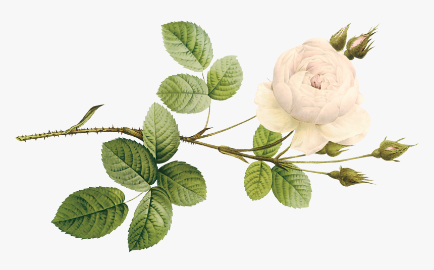 Garden Roses, HD Png Download