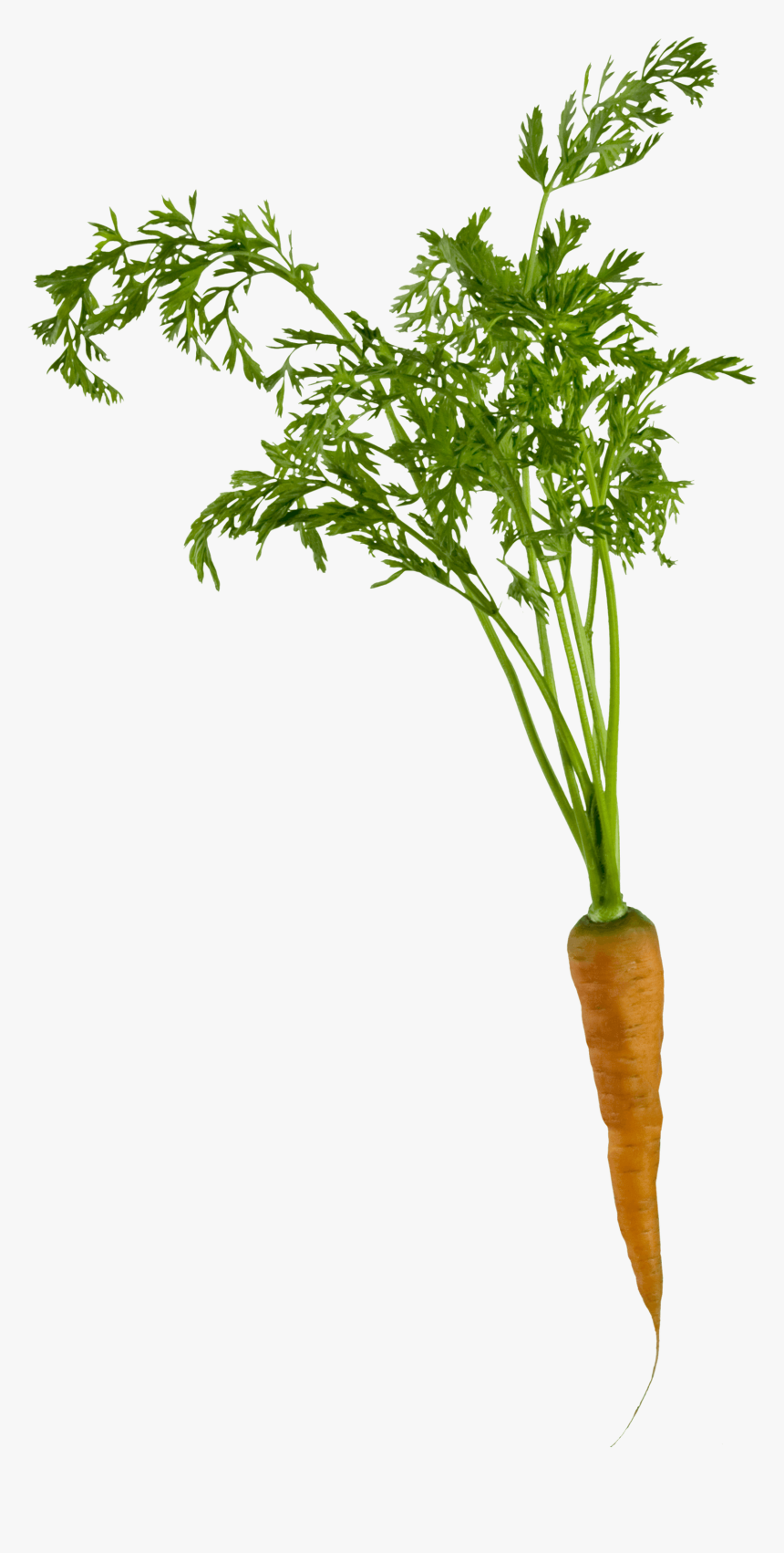 Carrot Plant Png, Transparent Png