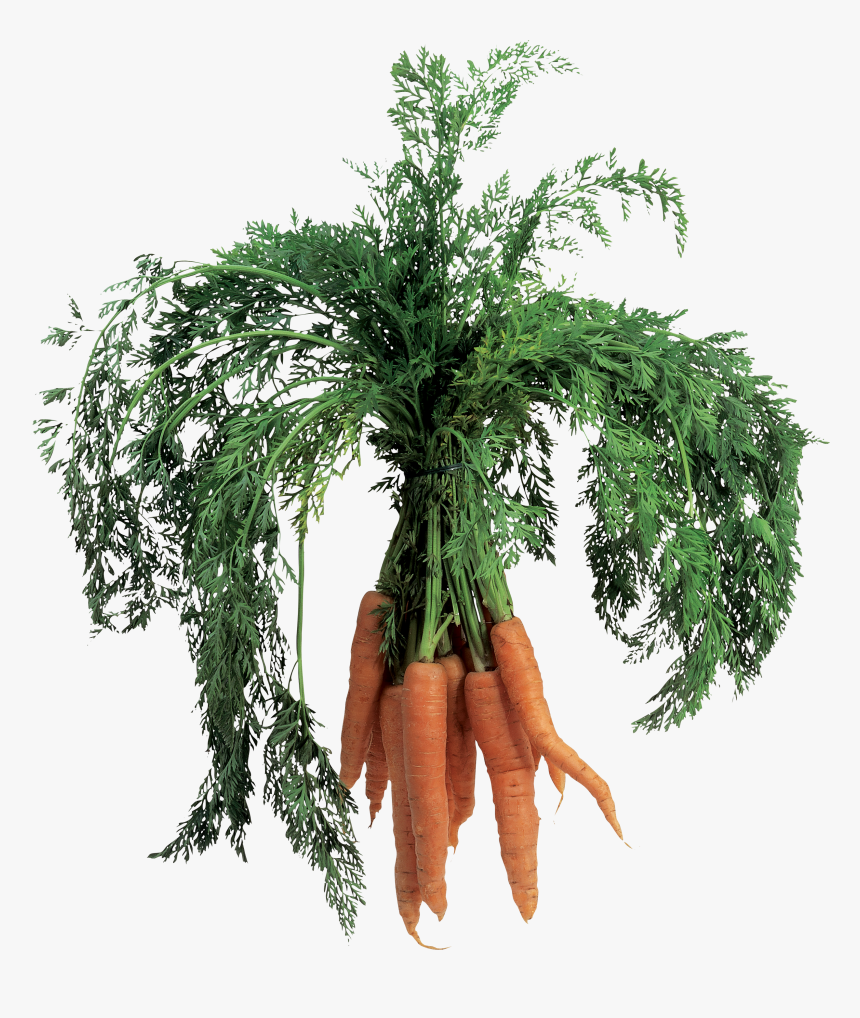 Carrot Png Image - Baby Carrot, Transparent Png