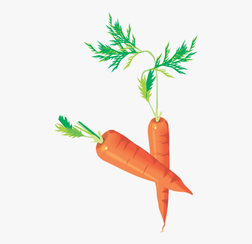 Carottes Png - Carrots Drawing - Zanahorias - Möhren - Baby Carrot, Transparent Png