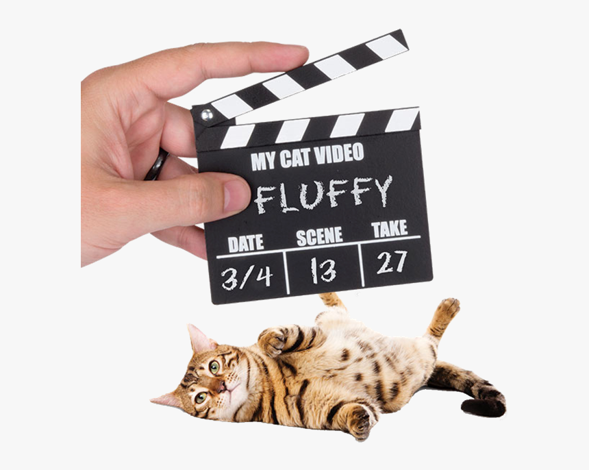 Cat, HD Png Download