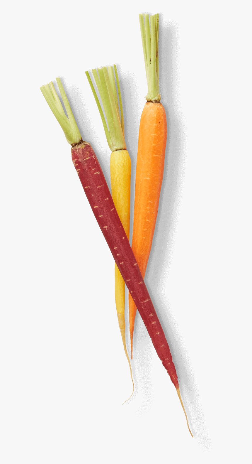 Carrot, HD Png Download