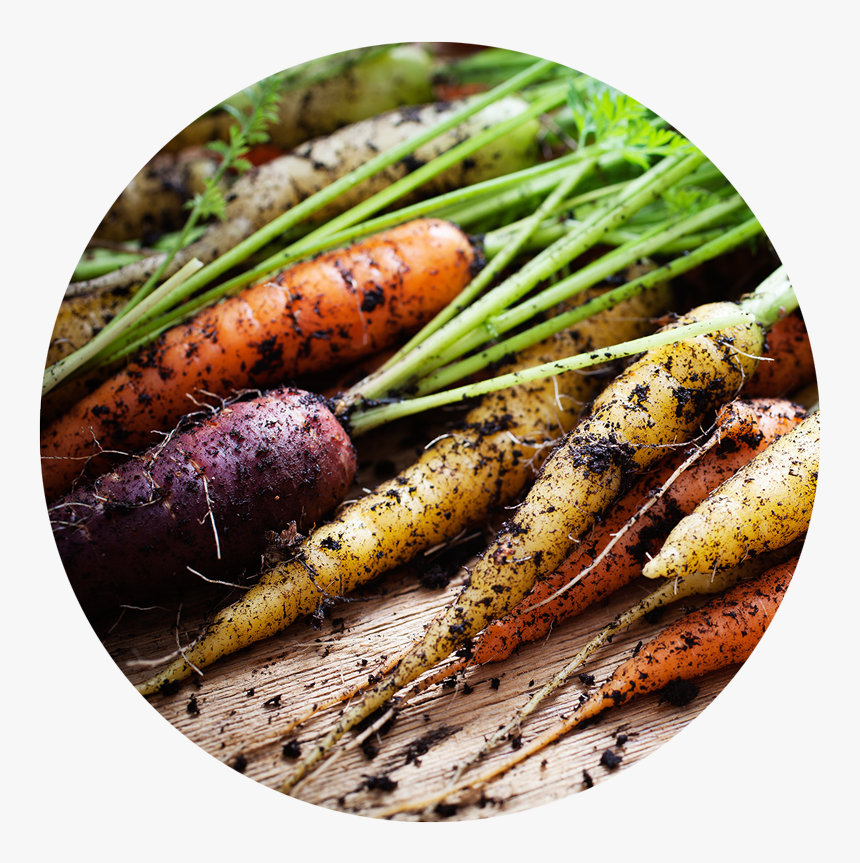 Comida Ecologica, HD Png Download