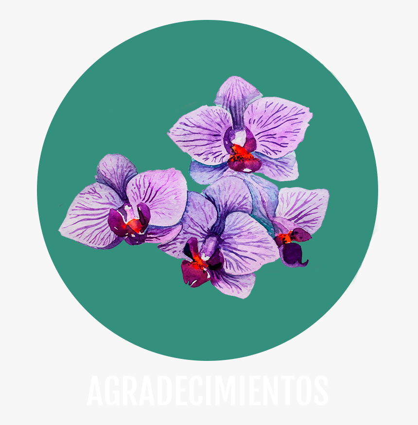 Phalaenopsis Sanderiana, HD Png Download