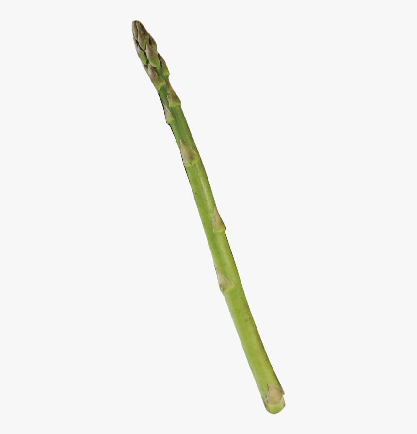 Bamboo, HD Png Download