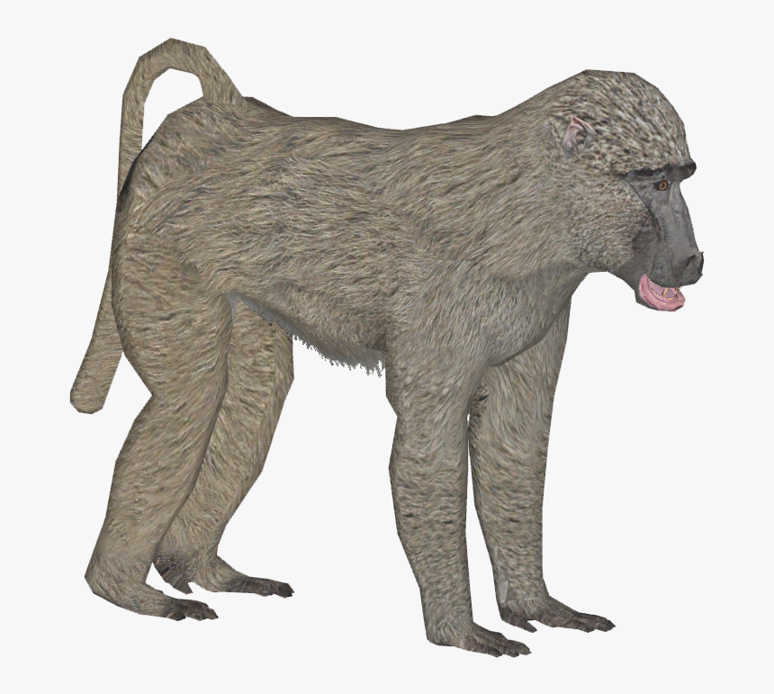 Olive Baboon F - Baboon, HD Png Download