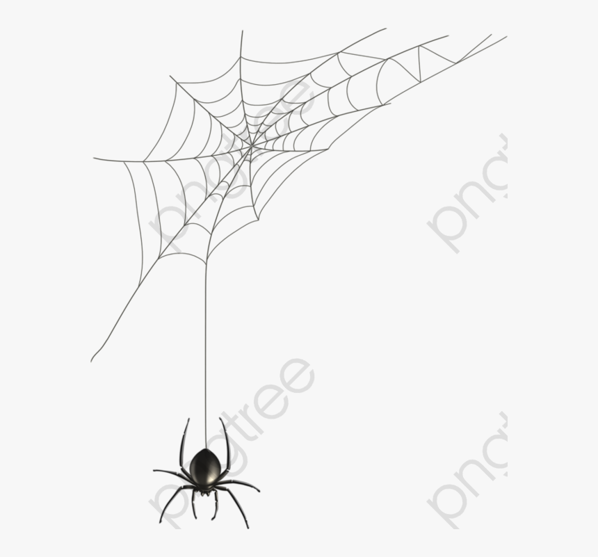Transparent Spider Web Clip Art - Clipart Transparent Background Transparent Spider Webs, HD Png Download