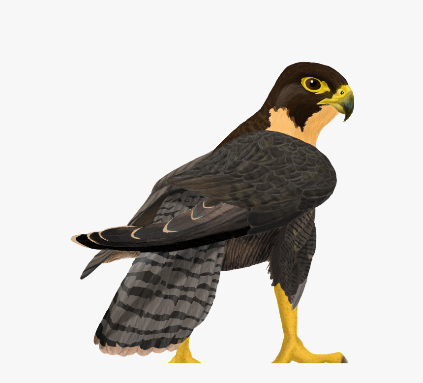 Download Peregrine Falcon Png Clipart - Peregrine Falcon Png, Transparent Png